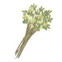 Icon herb parsley leaves.png