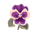 Icon flower pansy.png