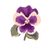 Icon flower pansy.png