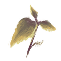 Icon botanical nettle.png