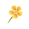 Icon flower buttercup.png