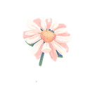 Icon flower camomile.png