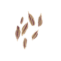 Icon spice cumin seeds.png