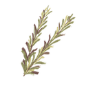 Icon herb rosemary.png