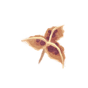 Icon seed crocus.png