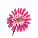 Icon flower windflowers.png