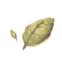 Icon herb basil.png