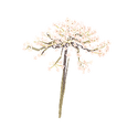 Icon flower carrot.png