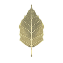 Icon leaves birch.png