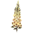 Icon flower foxglove.png