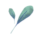 Icon herb sage.png