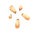 Icon seed pine nuts.png