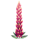 Icon flower lupines.png