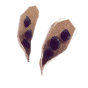 Icon seed gorse.png