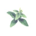 Icon herb spearmint.png