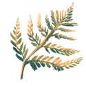 Icon botanical bracken.png