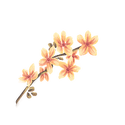 Icon flower jasmine.png