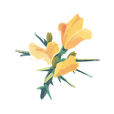 Icon flower gorse.png