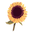 Icon flower sunflower.png