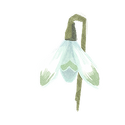 Icon flower snowdrops.png