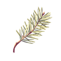 Icon botanical pine needles.png