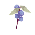 Icon botanical bay berry.png