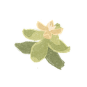 Icon herb watermint.png