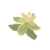 Icon herb watermint.png